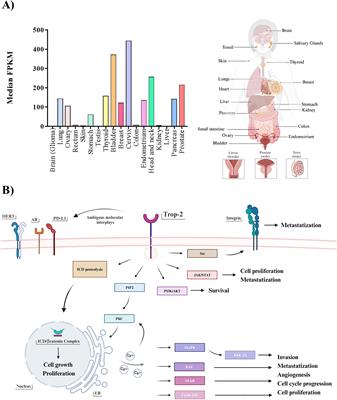 Sacituzumab govitecan in triple-negative breast cancer: from bench to bedside, and back